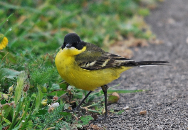 Cutrettola (Motacilla feldegg)